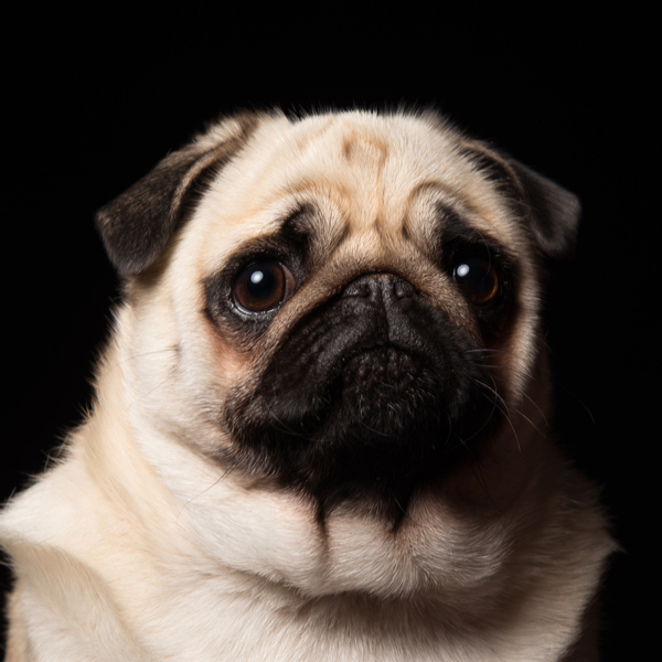 46320 004 Bärbel 80x80